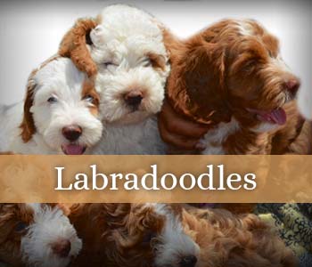 Southern Doodlin Labradoodles