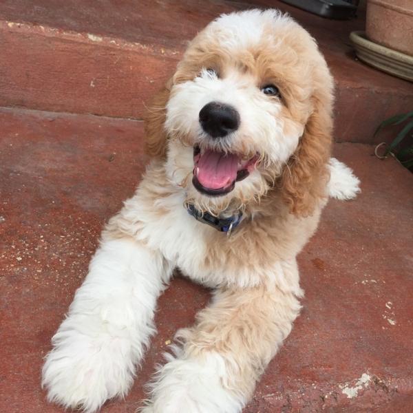 Crate Training