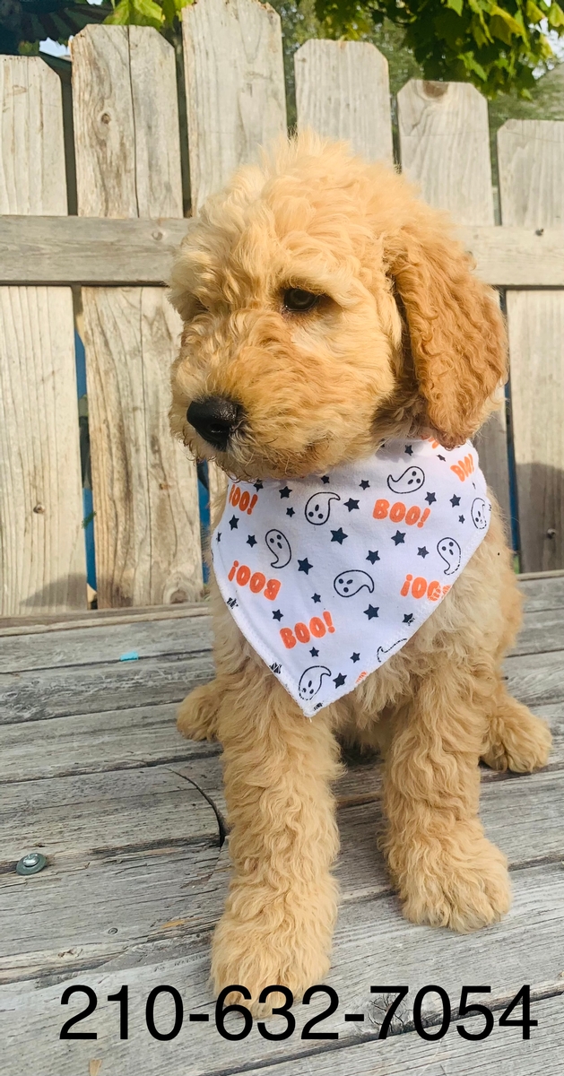 Goldendoodles For Sale Southerndoodlin San Antonio, TX