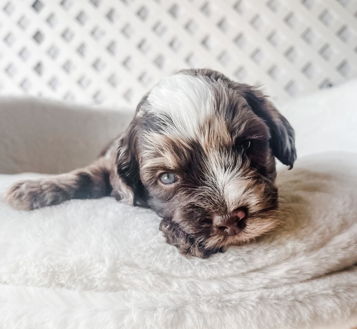 merle labradoodle texand