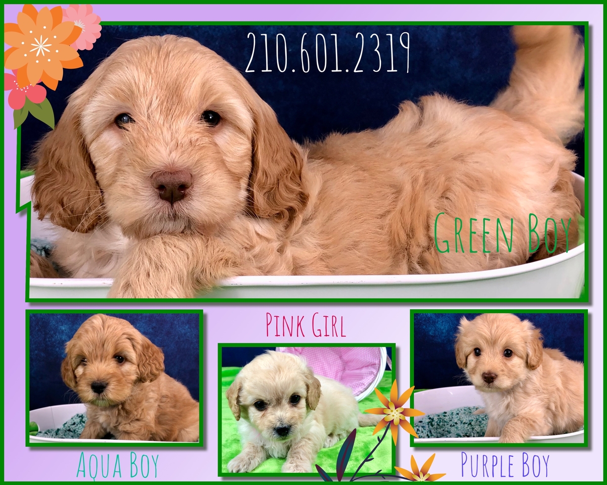 micromini goldendoodle puppies 