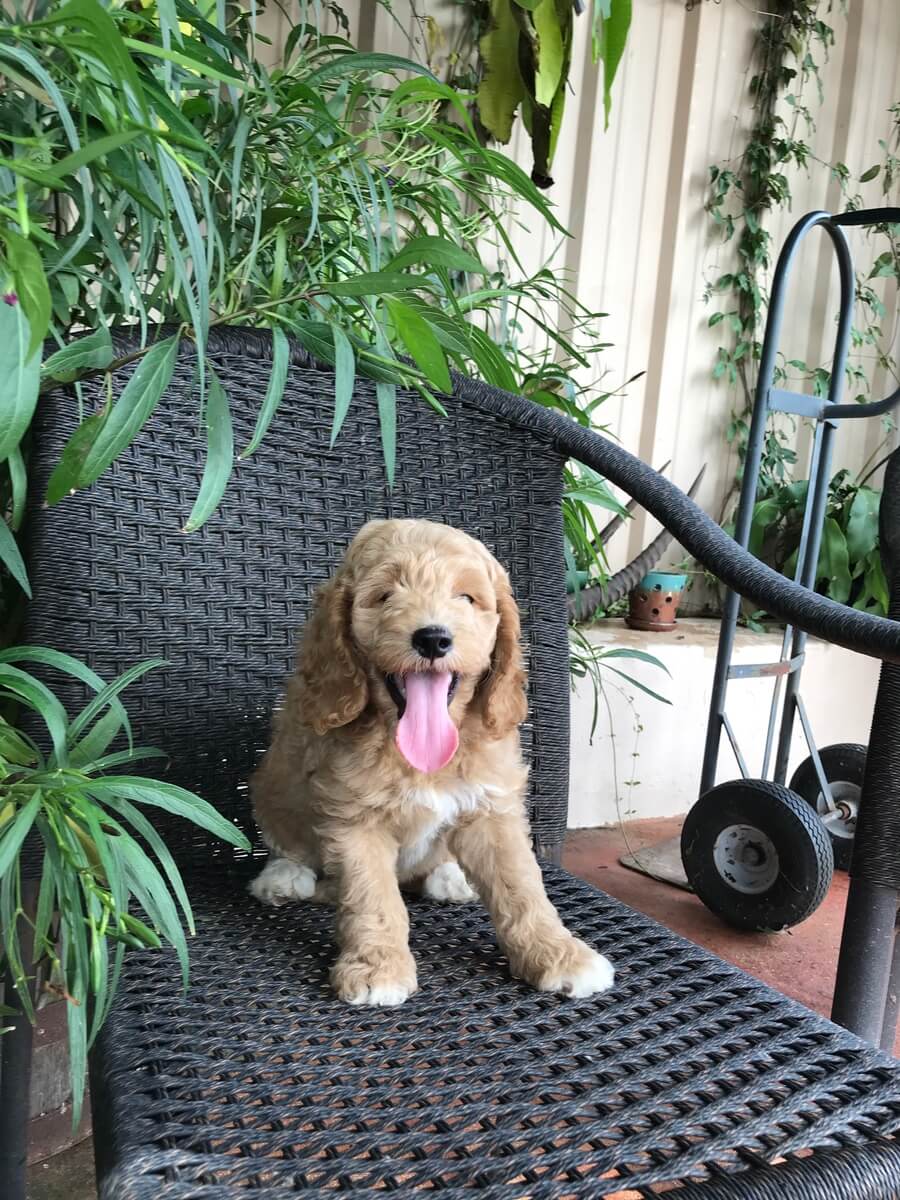 Australian & American Labradoodles For Sale Southerndoodlin San