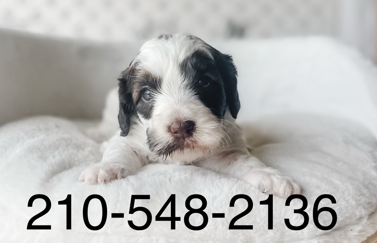 labradoodle puppy 210-548-2136