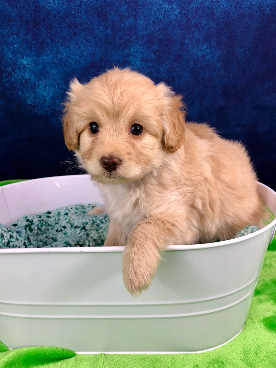  mini goldendoodle Roger