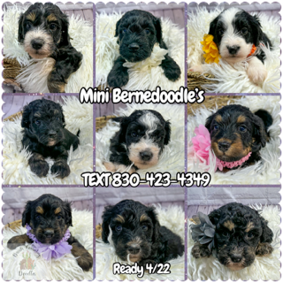 Mini bernedoodle babies
