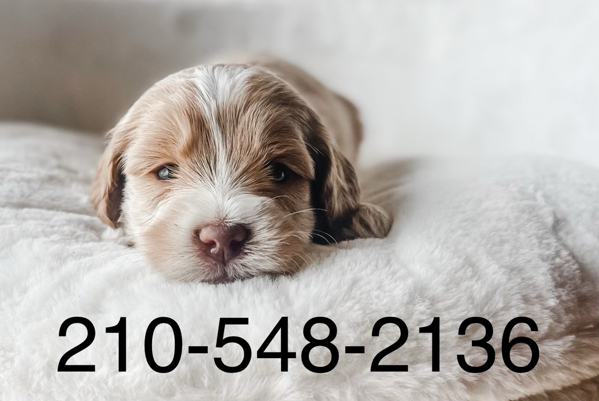 precious Labradoodle puppy