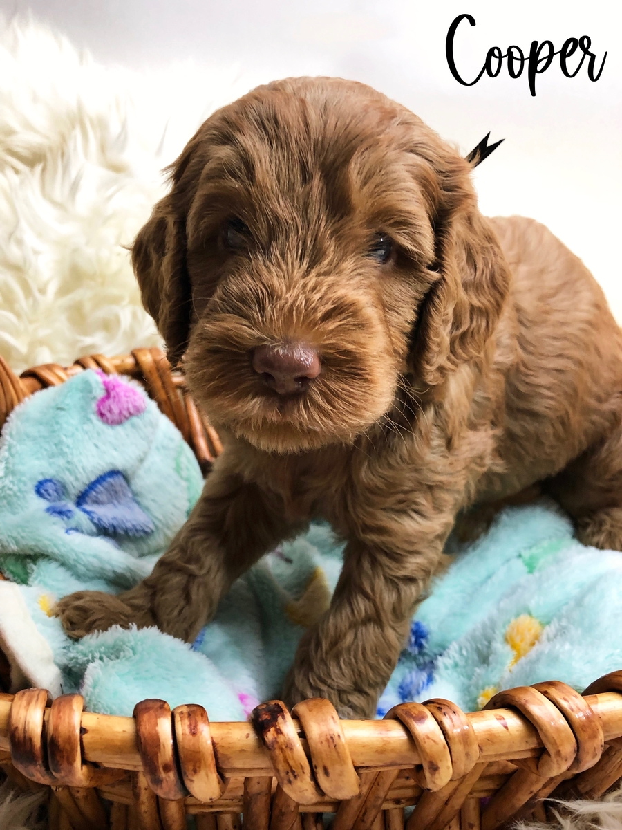 Australian & American Labradoodles For Sale Southerndoodlin San