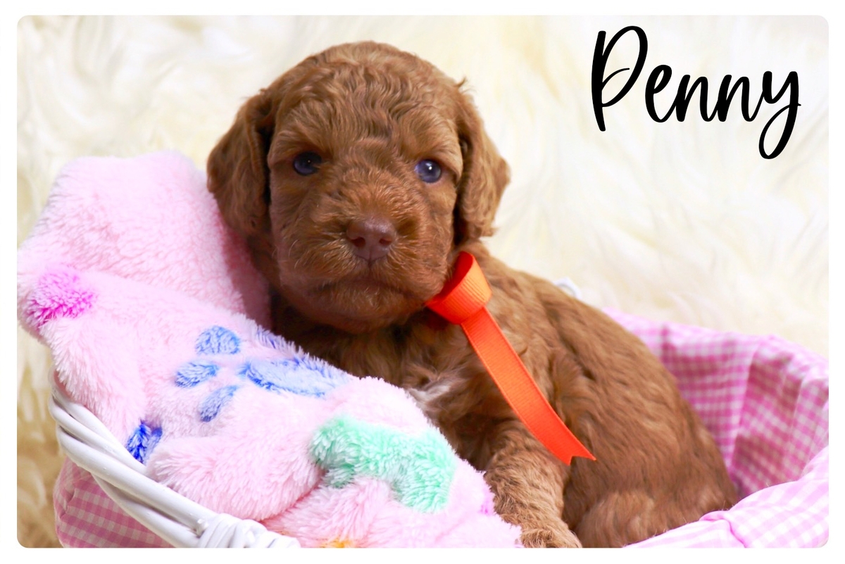 Australian & American Labradoodles For Sale Southerndoodlin San