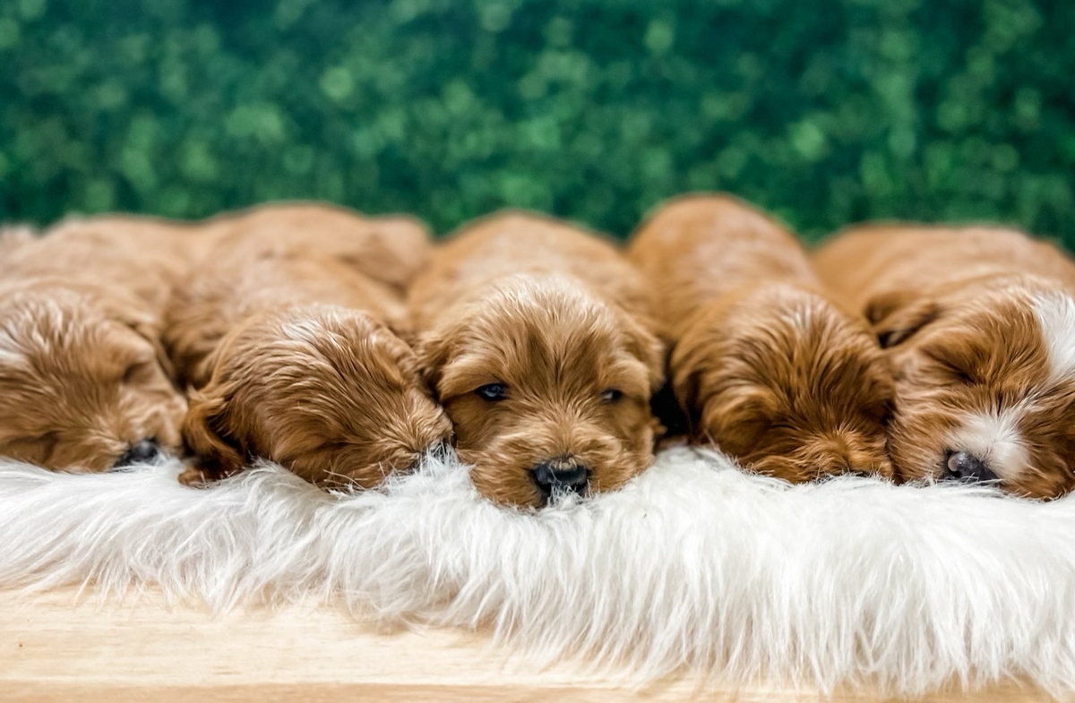 Texandoodles Male goldendoodles