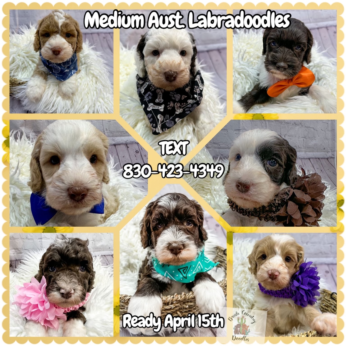 medium Australian labradoodles brush country