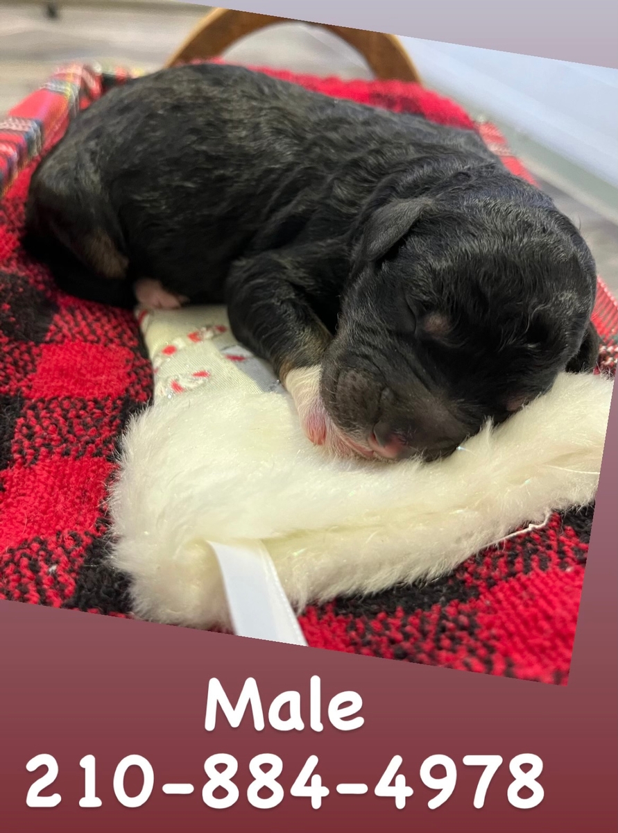 bernedoodle boy puppies for sale