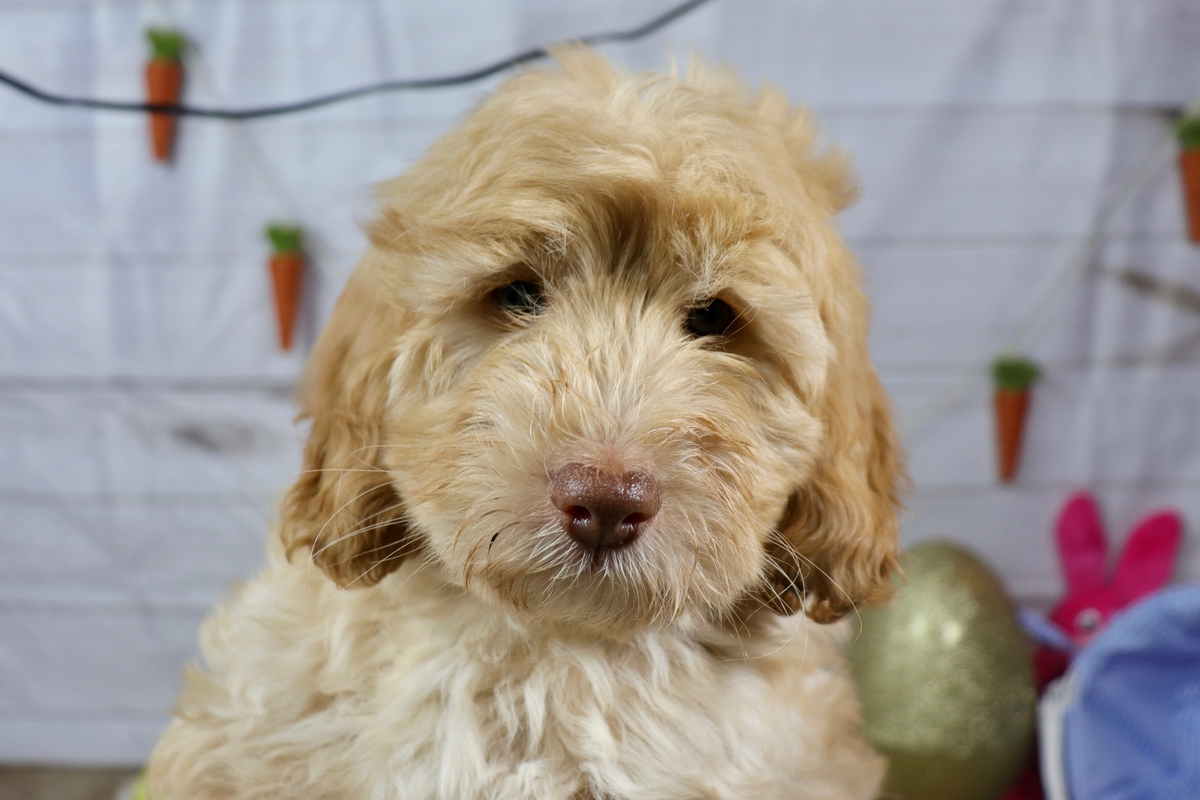 Fluffy mini goldendoodle