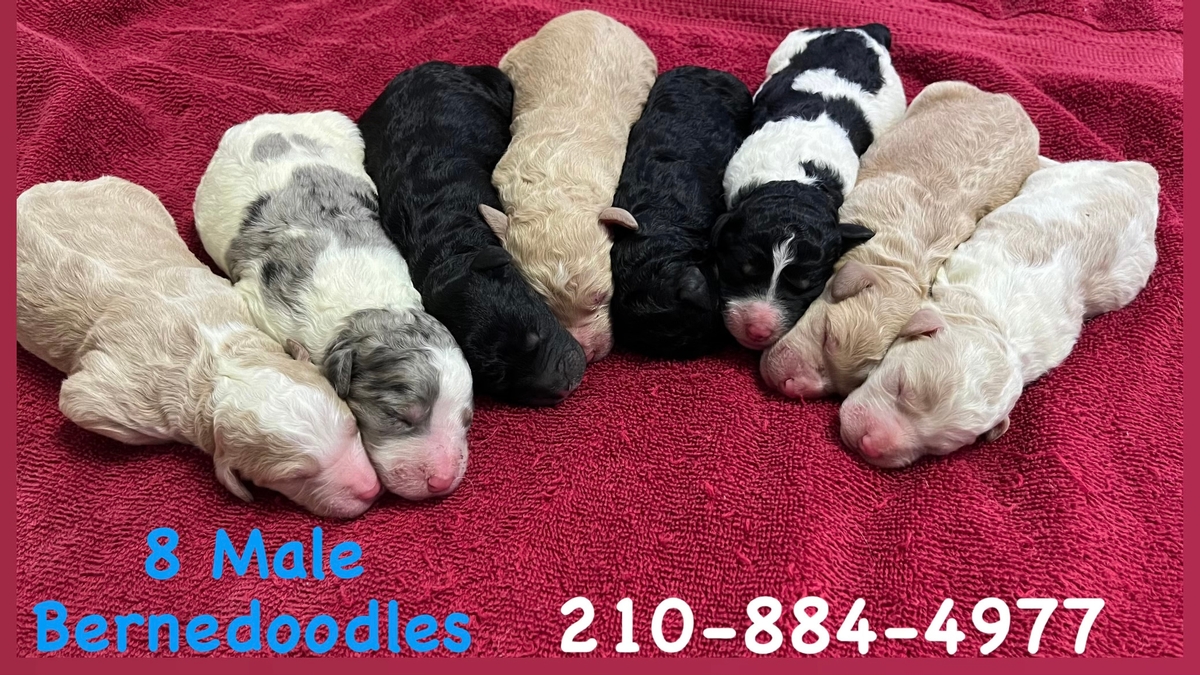 bernedoodle boy puppies for sale
