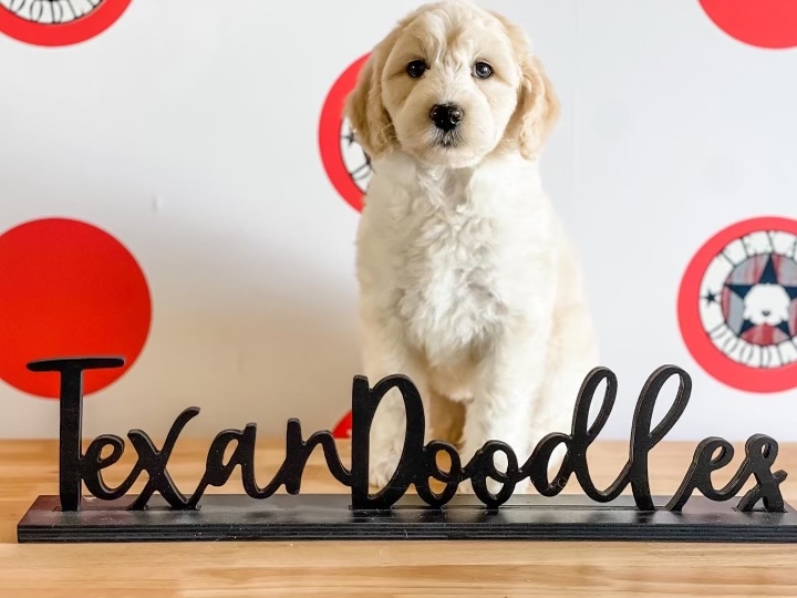 sheepadoodle Dixie
