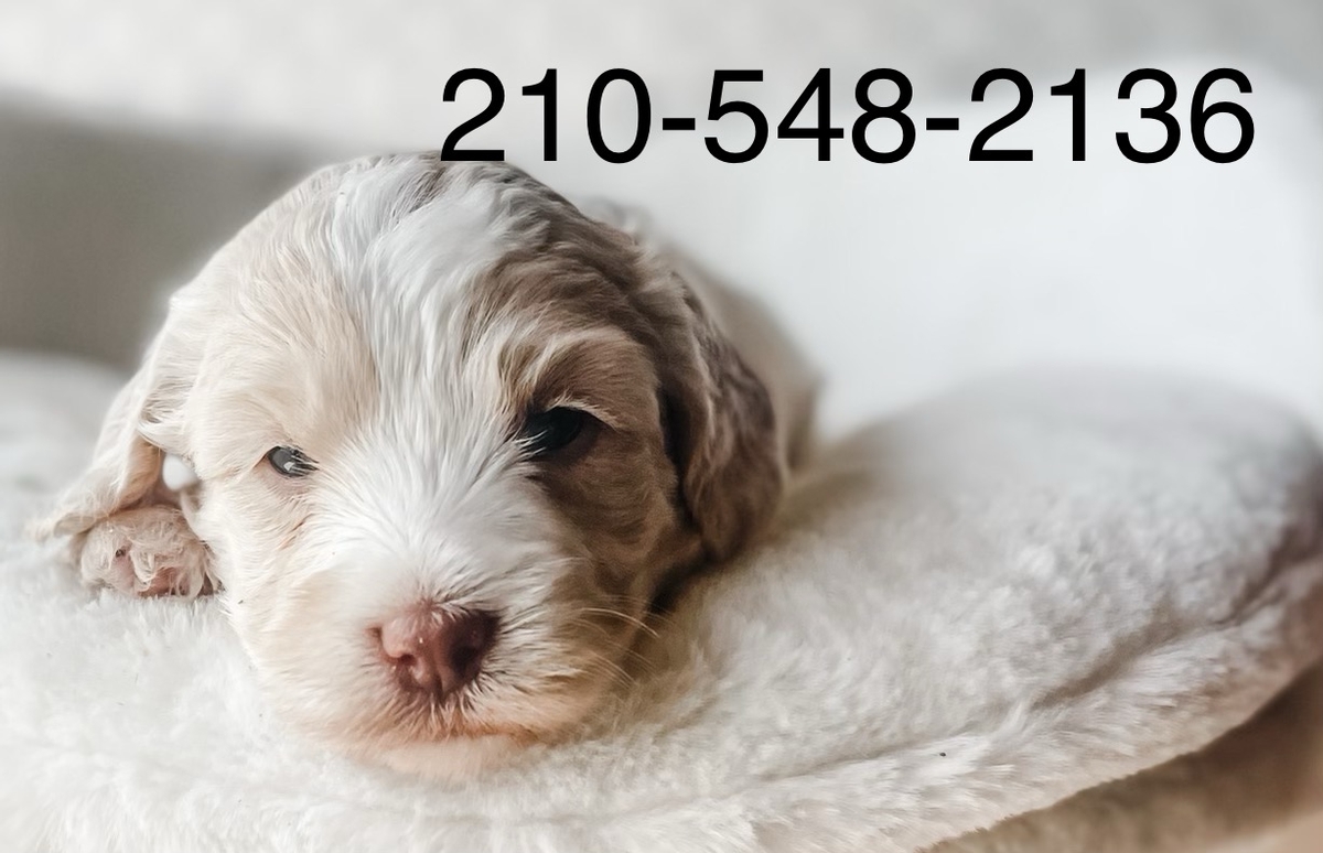 texandoodles  apricot and white labradoodle puppy