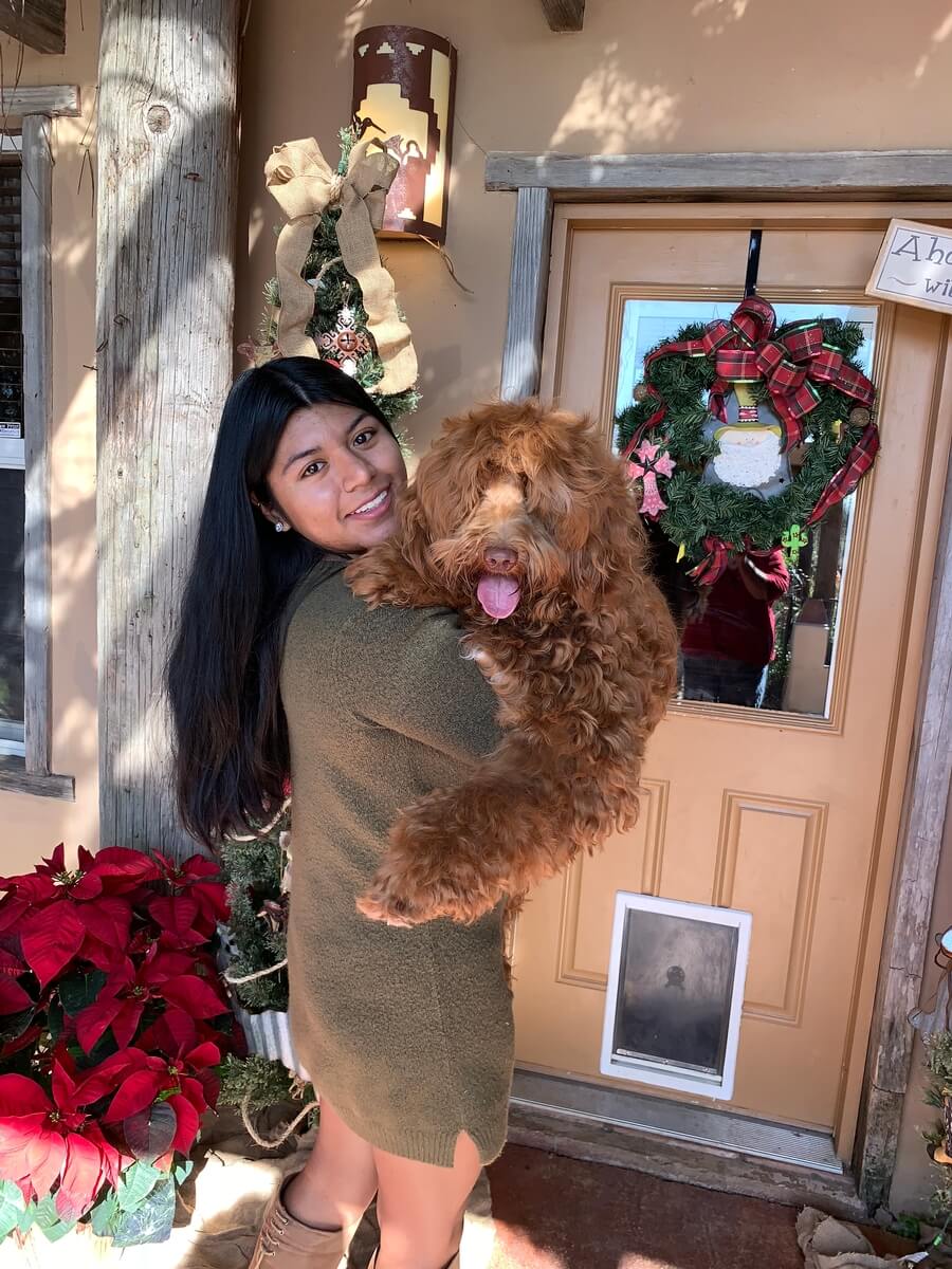 3plains - Cinnamon & Bentley AUS Labradoodle