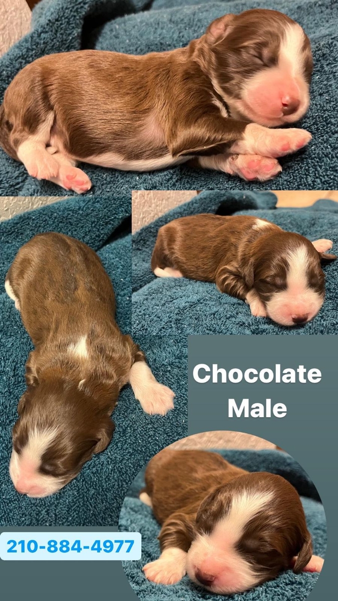 Australian Ausilabradoodle mix