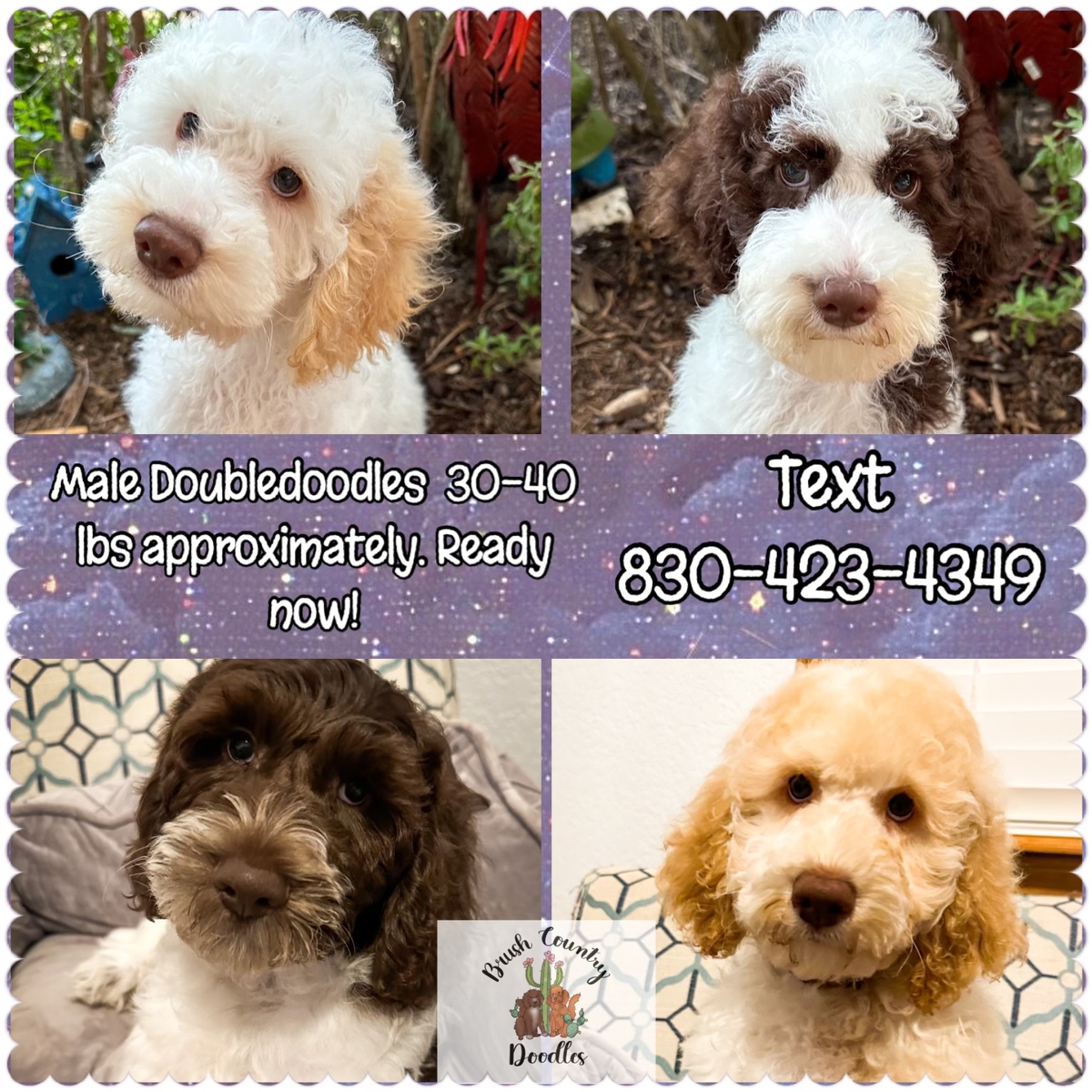 medium goldendoodles BC