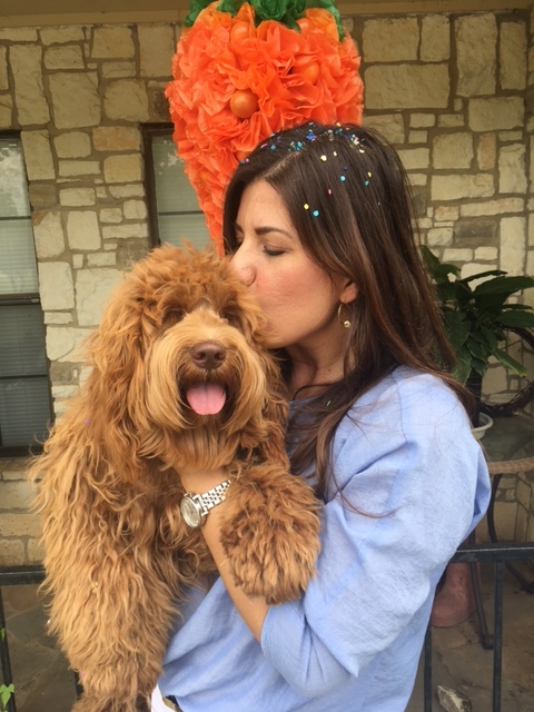 Australian Labradoodle Multigen 3-19