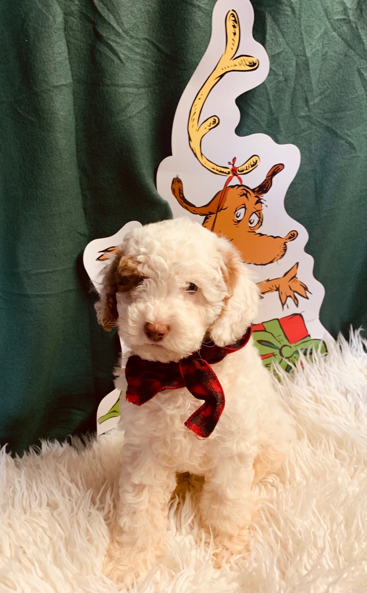 delilah mini Labradoodles