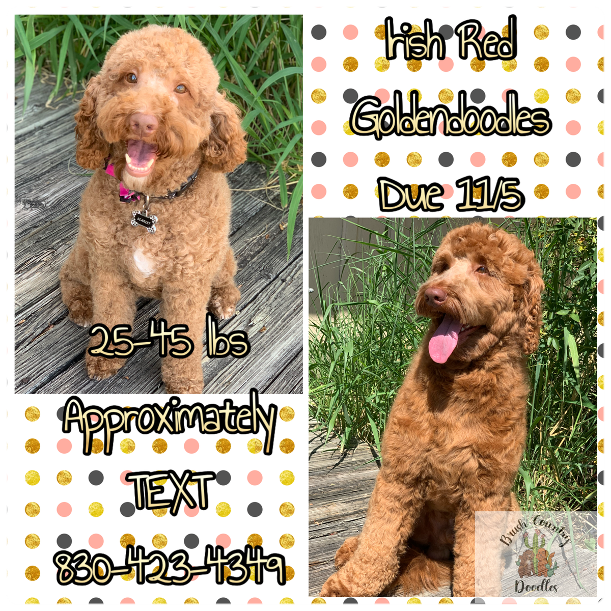 BC Red Goldendoodles
