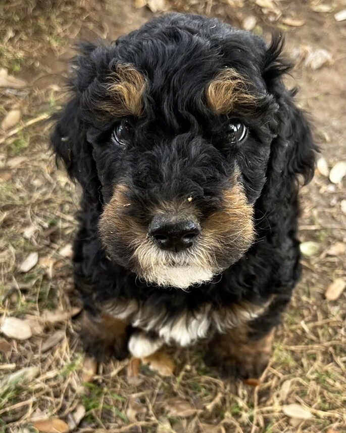 bernedoodle standard puppies