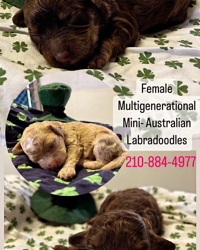 sunni litter1