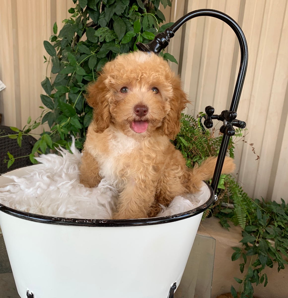Micro sales mini labradoodle