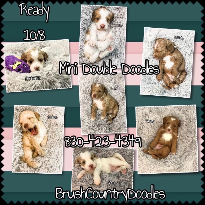 Mini Doubledoodles by BC