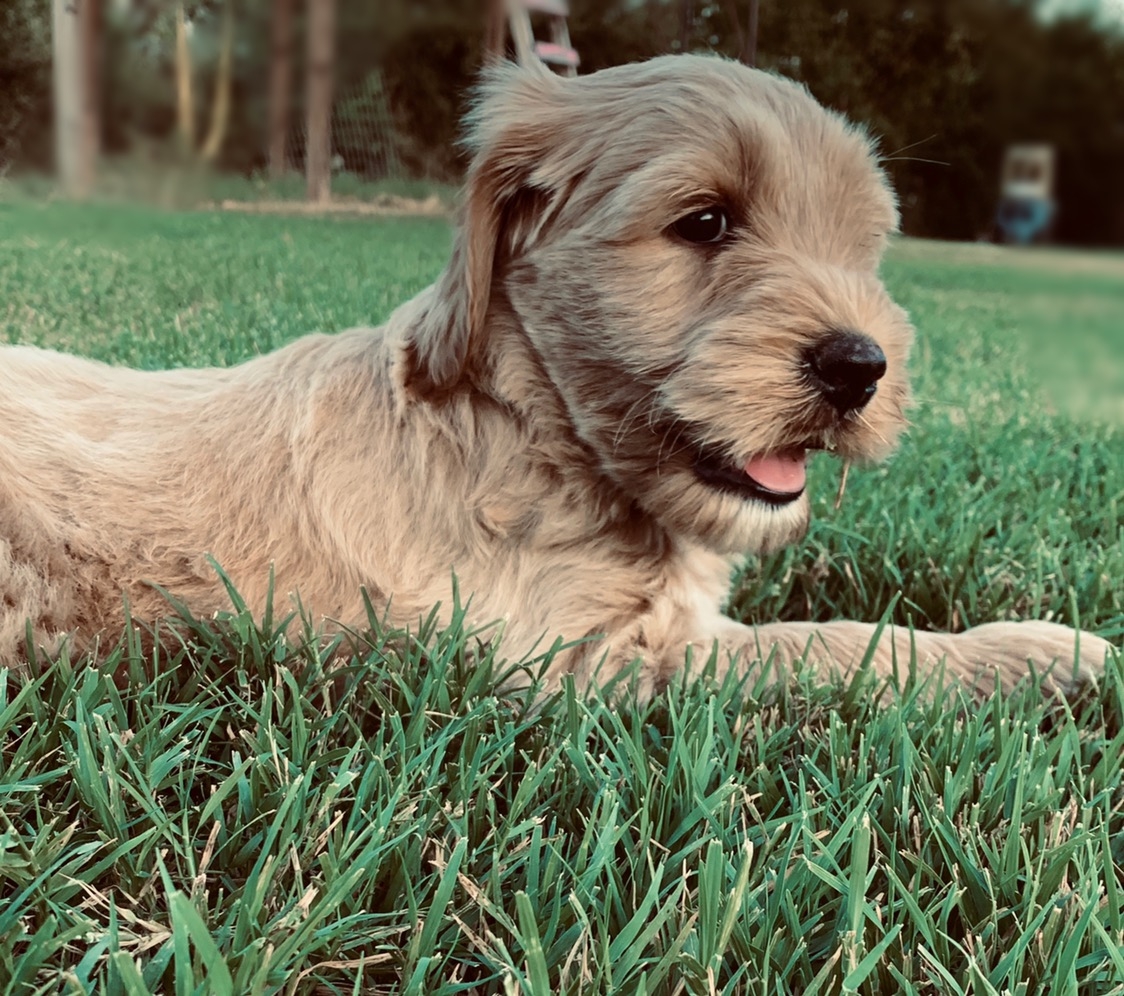 Australian Labradoodle Sandy Charlie