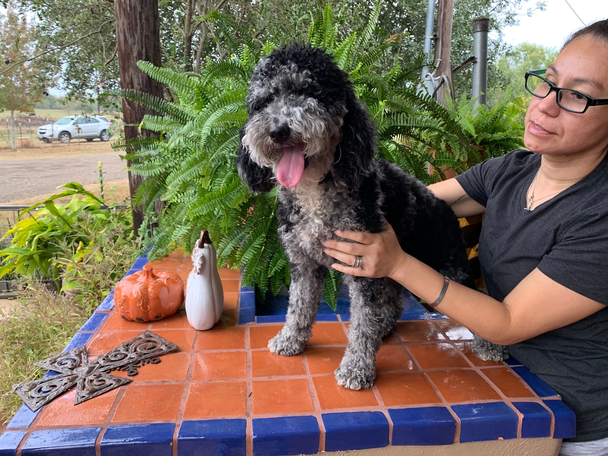 delilah mini Labradoodles
