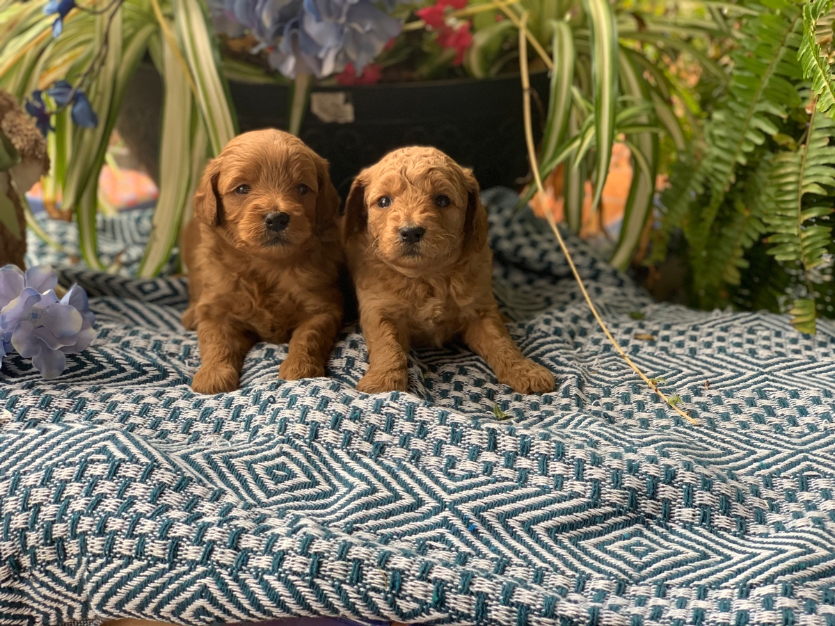 mini goldendoodle march 2019