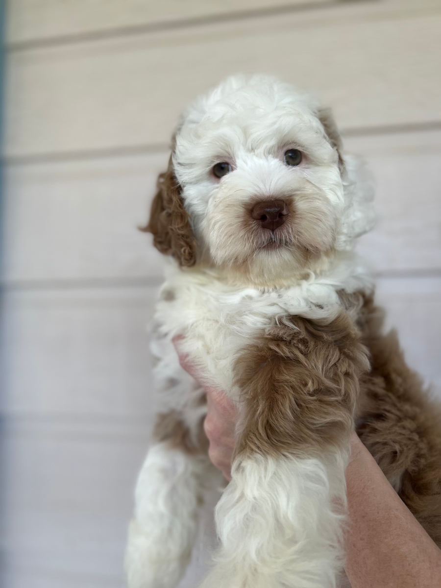 BC med bernedoodle