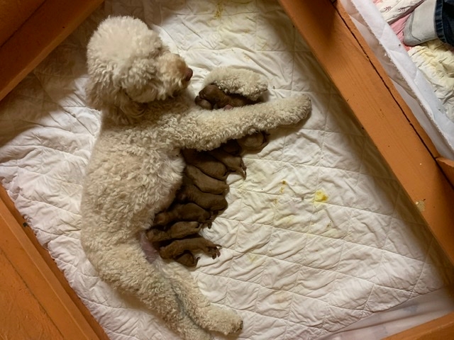 Ginger medium Goldendoodles