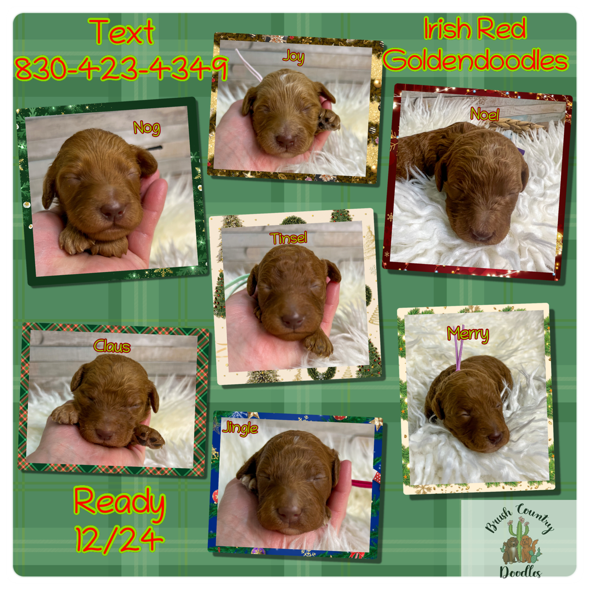 Golden doodles, Irish, red BC