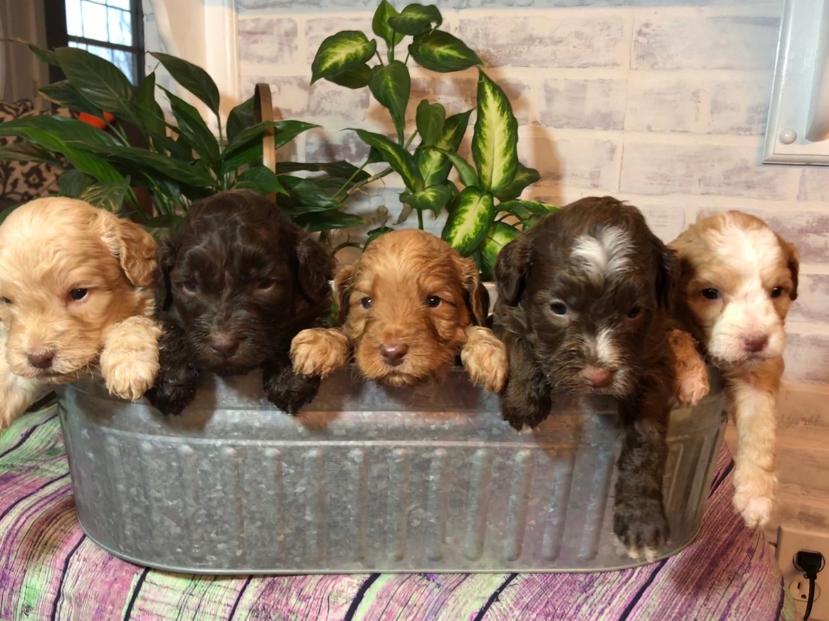 australian labradoodle puppies jewel and griffin