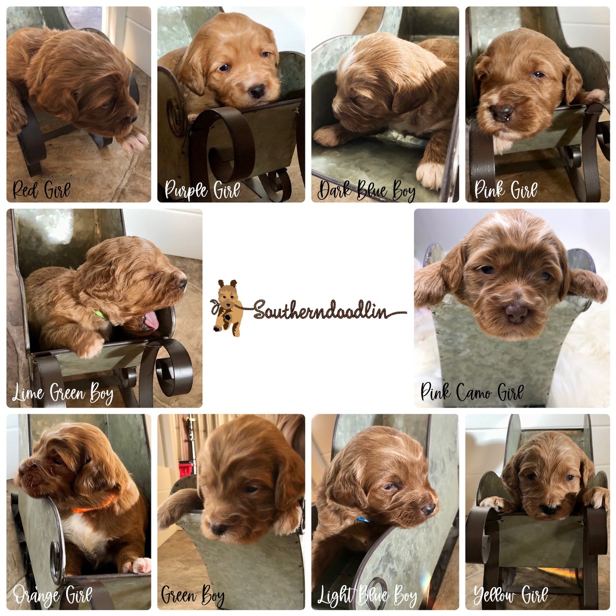 mini goldendoodle Izzy & Fletcher