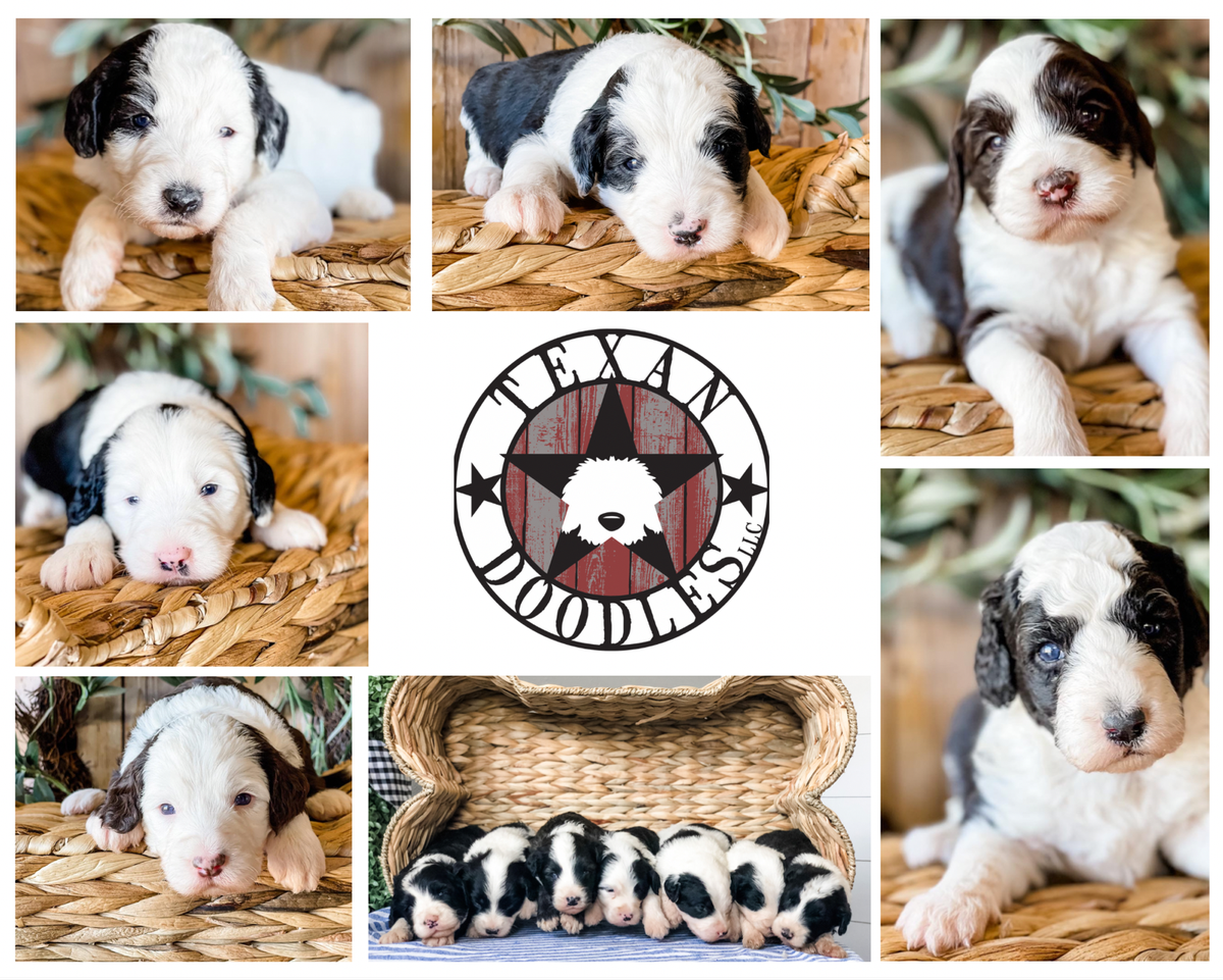 Td Sheepadoodle puppies