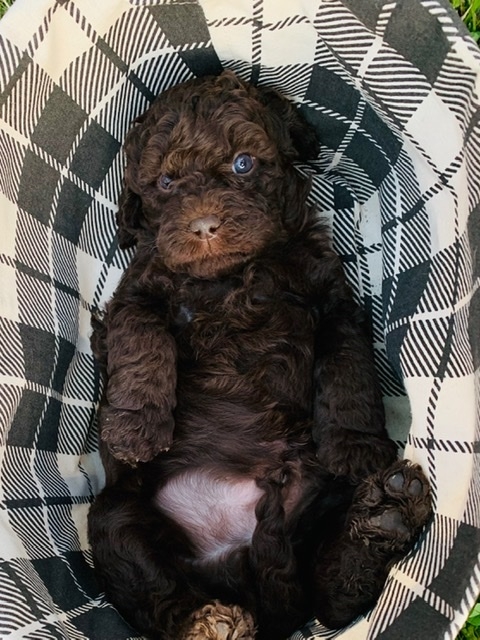 Finn