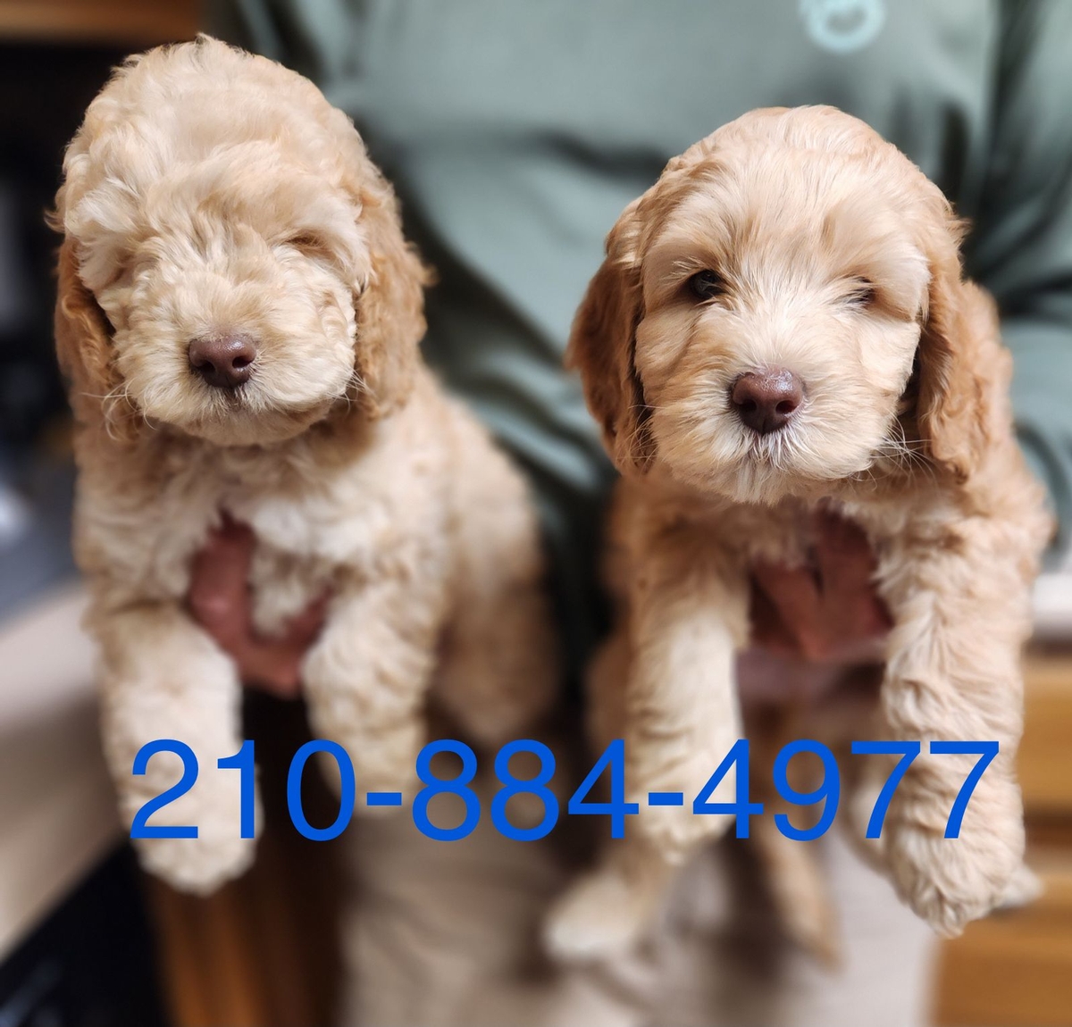 kobee Labradoodle puppies
