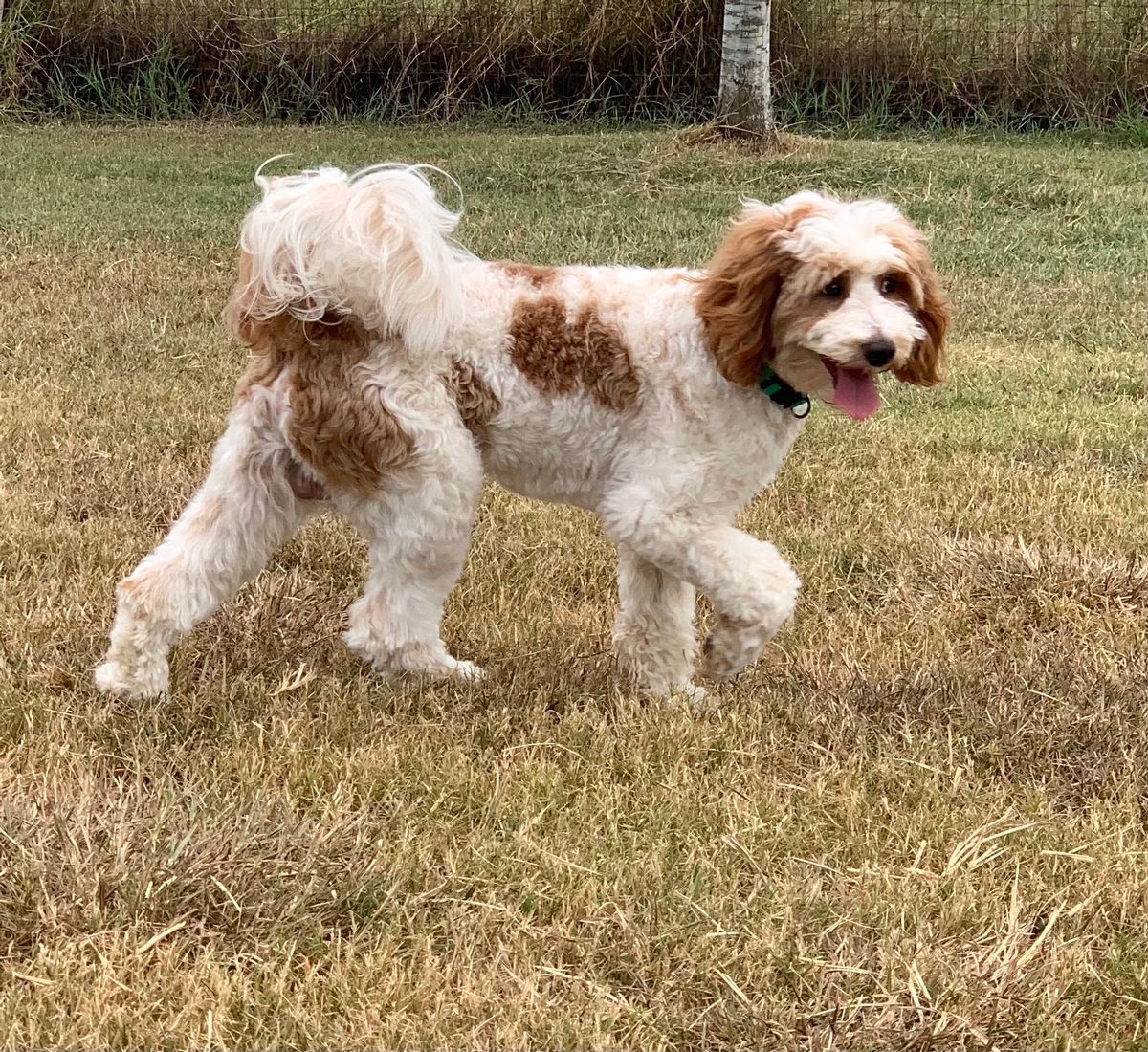 mini goldendoodle Izzy & Fletcher