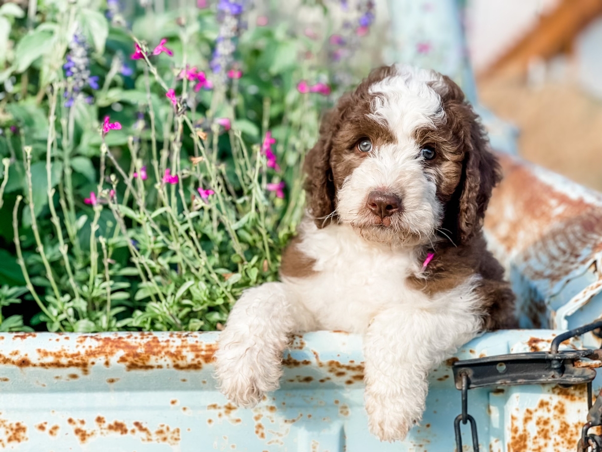 Sheepadoodle boy 8