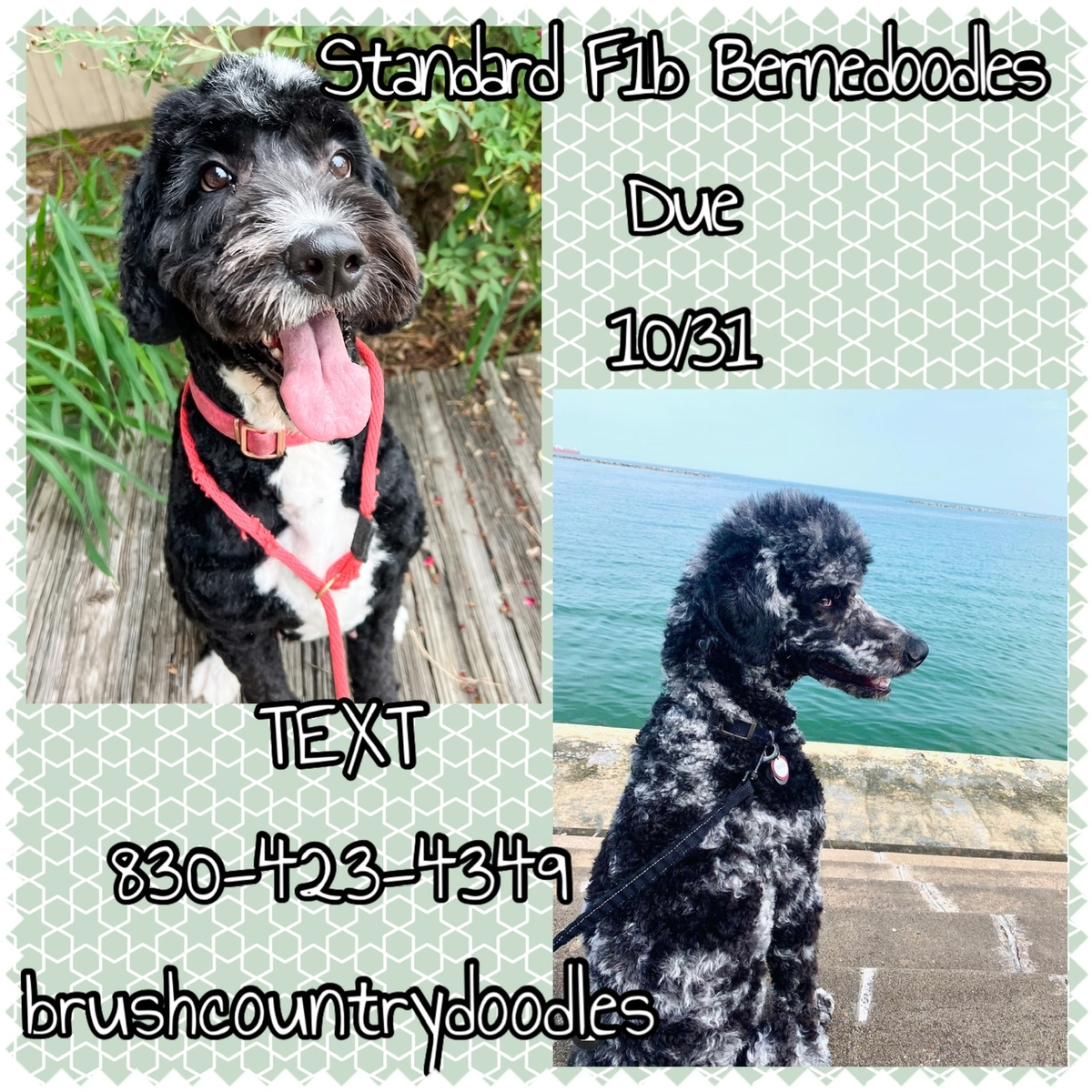 F1B standard Bernedoodle puppies