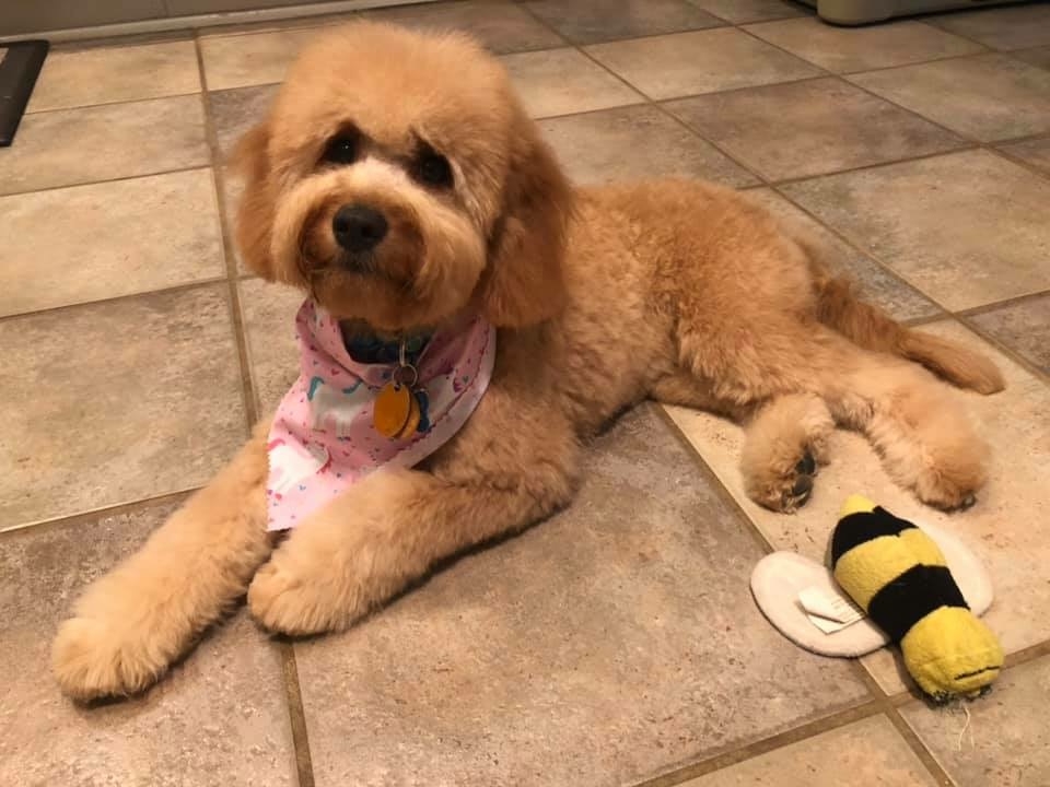mini goldendoodle march 2019