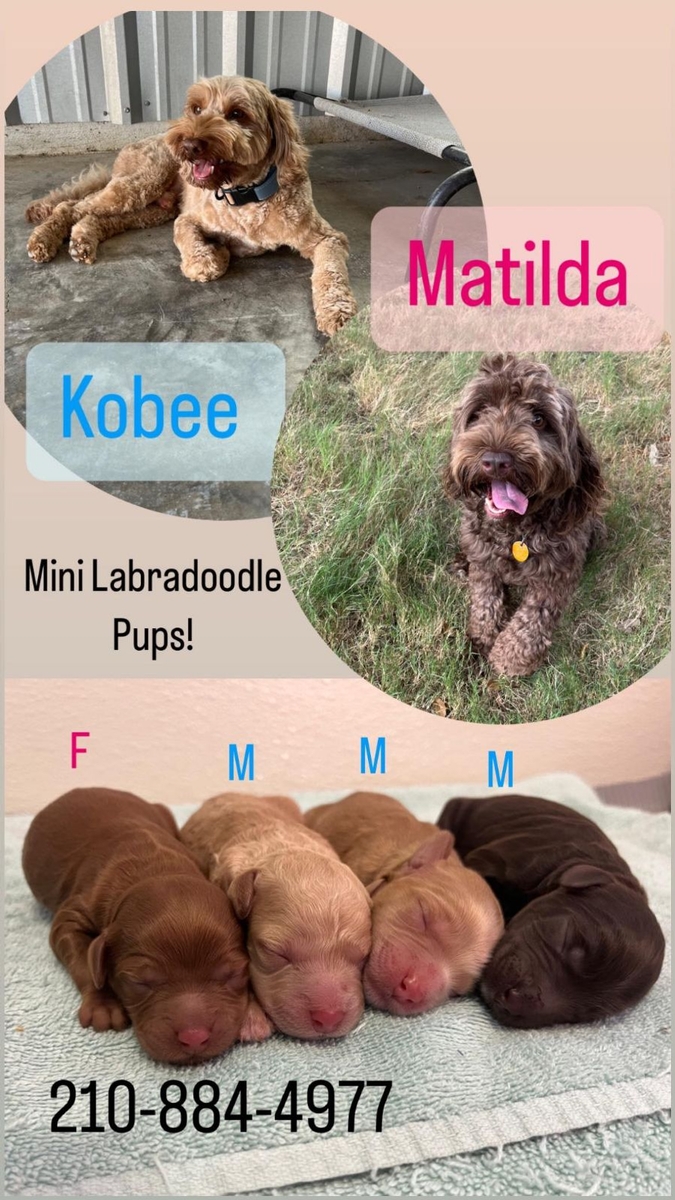 kobee Labradoodle puppies
