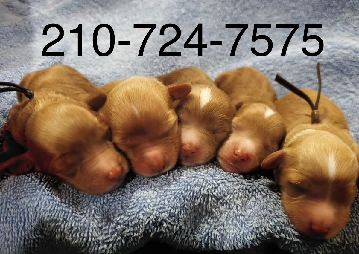 mini perfect Labradoodle puppies