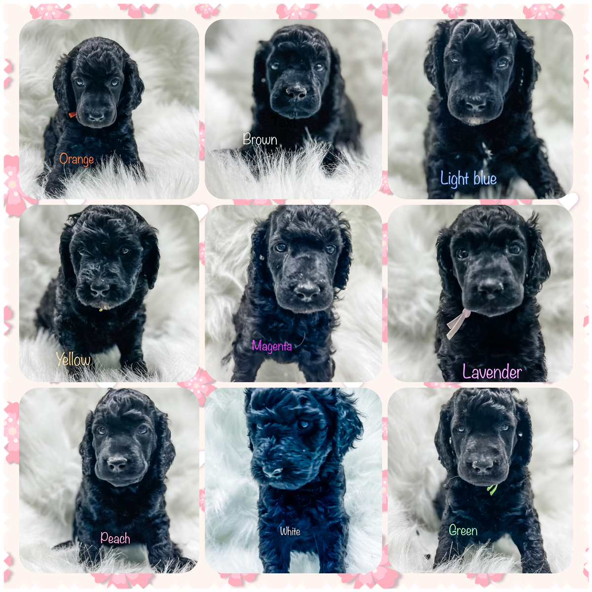 BC Poodle puppies