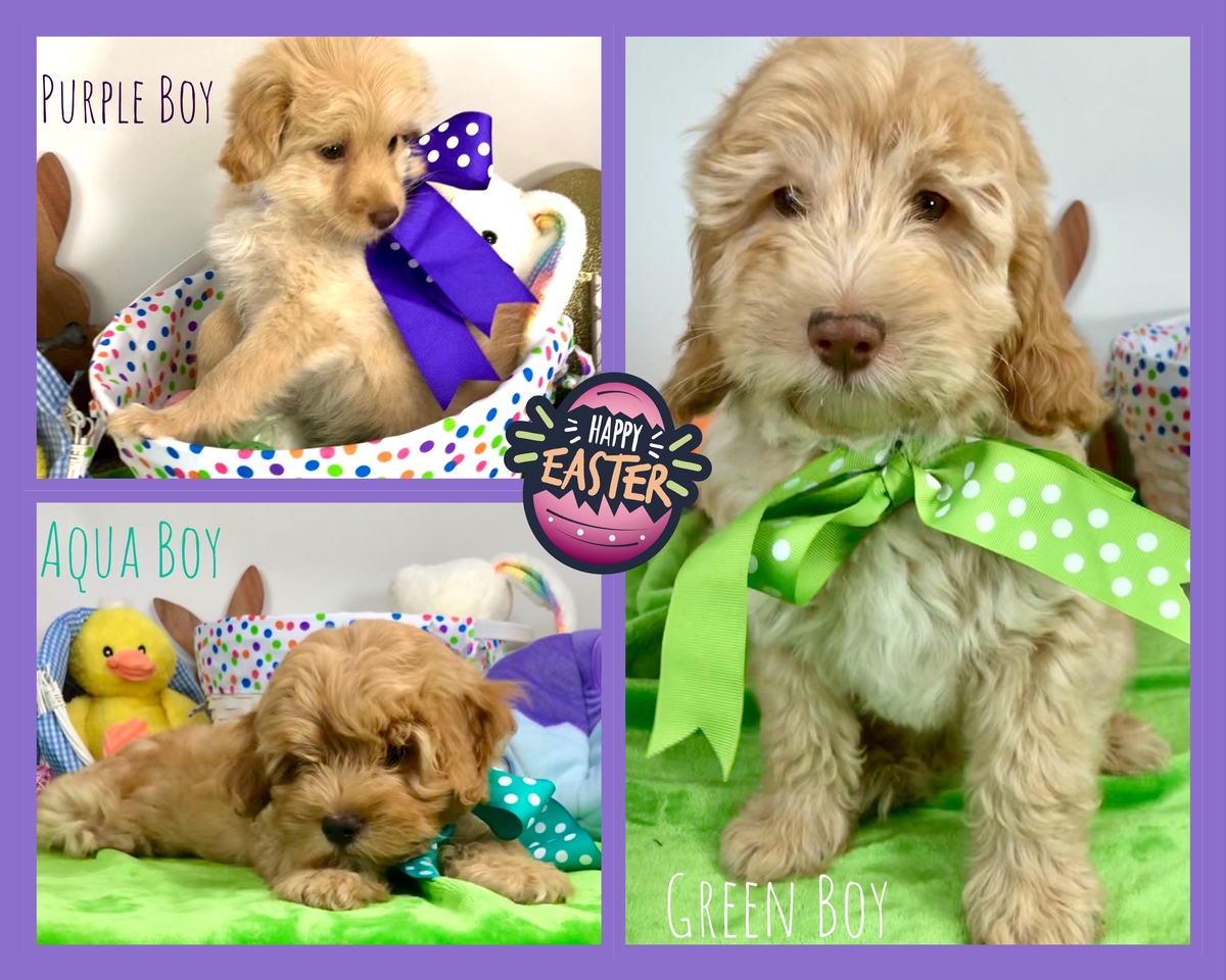 tiny goldendoodle puppies