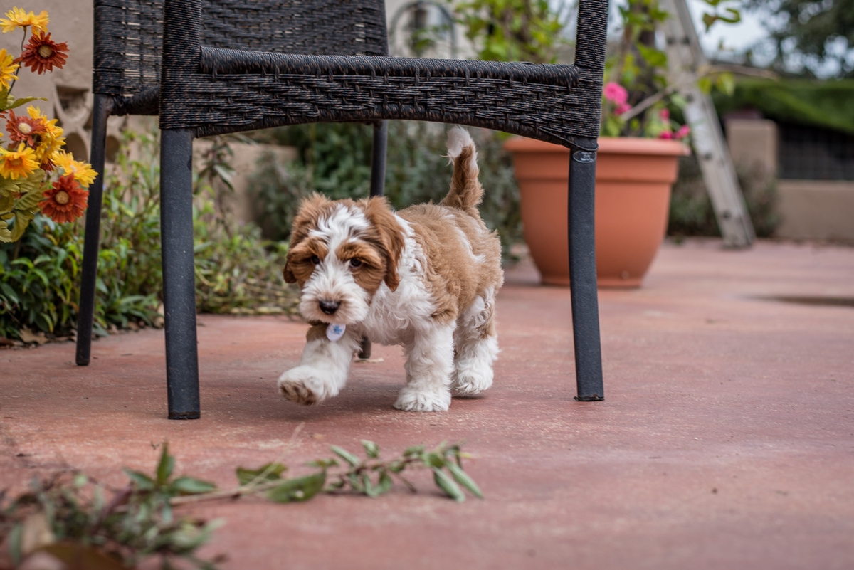 Mini Rusty Wrigley