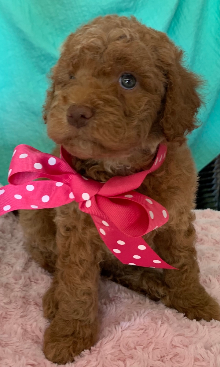 Cinnamon & Bentley AUS Labradoodle